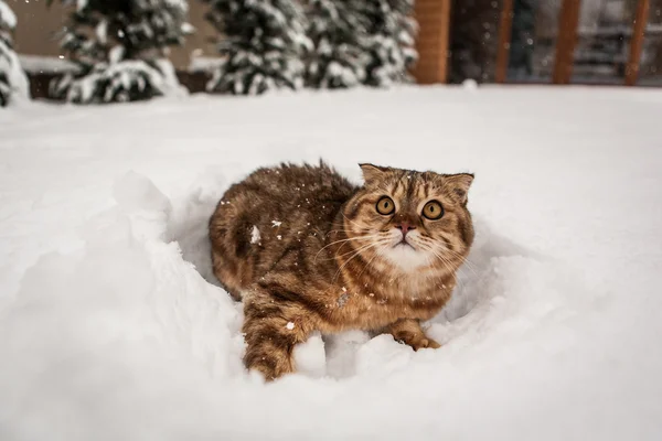 Scottish fold cat in the snow — Stock Photo, Image