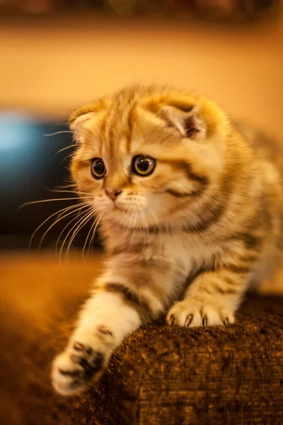 Scottish Fold gatito disfrutando de su vida —  Fotos de Stock