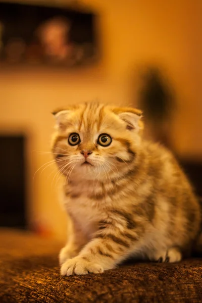 Scottish Fold gatito disfrutando de su vida —  Fotos de Stock