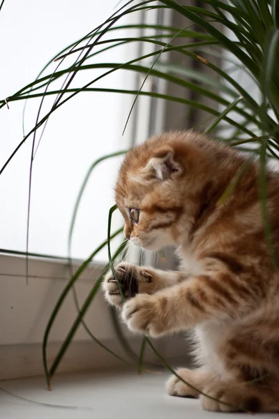 彼の人生を楽しんでいるスコティッシュフォールドの子猫 — ストック写真