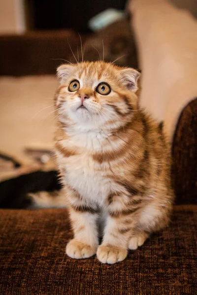 Escocês Dobre gatinho desfrutando de sua vida — Fotografia de Stock