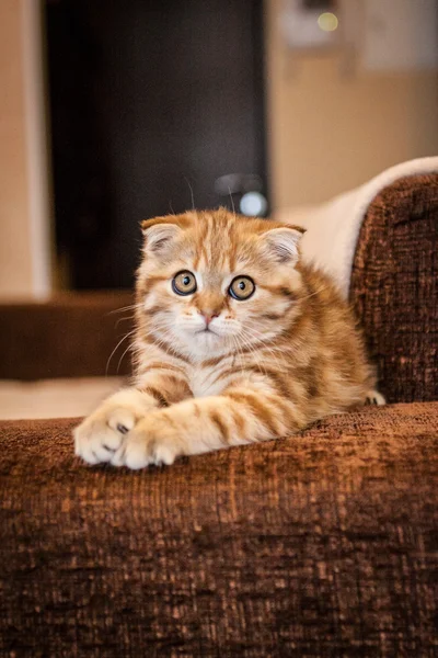 Escocês Dobre gatinho desfrutando de sua vida — Fotografia de Stock