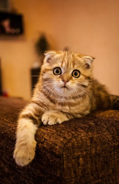 Schotse vouwen kitten genieten van zijn leven — Stockfoto