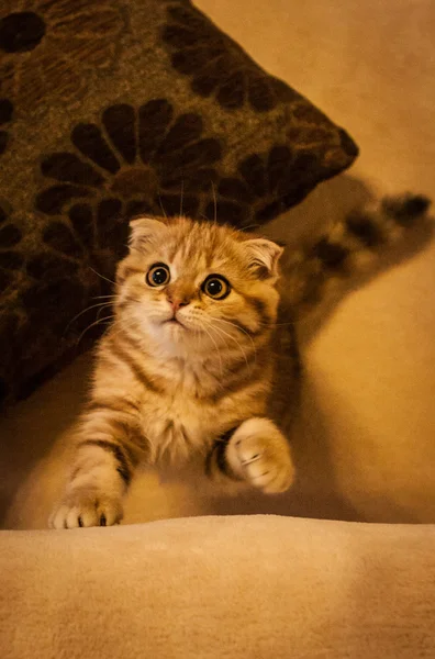 Escocês Dobre gatinho desfrutando de sua vida — Fotografia de Stock