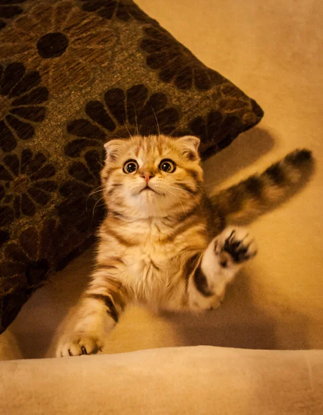 Scottish Fold gatito disfrutando de su vida — Foto de Stock