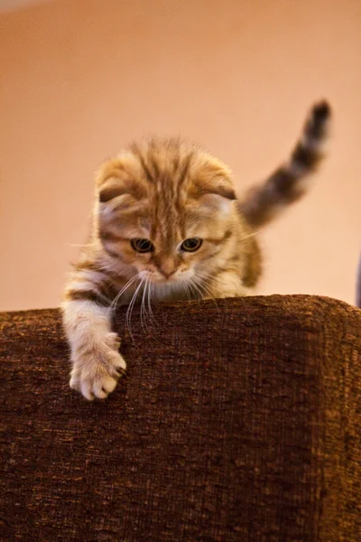 Скоттиш Фолд котенок наслаждается своей жизнью — стоковое фото