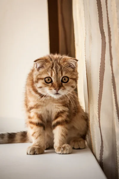 Scottish Fold kitten enjoying his life — Stock Photo, Image