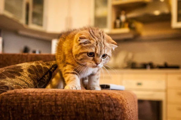 Scottish Fold kitten enjoying his life — Stock Photo, Image