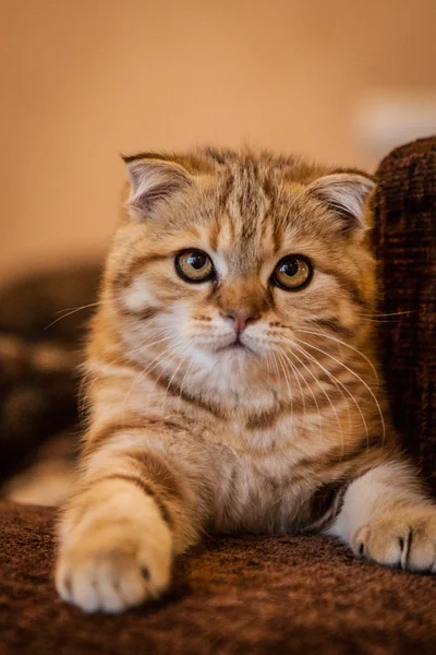 Escocês Dobre gatinho desfrutando de sua vida — Fotografia de Stock