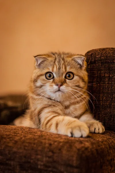 Escocês Dobre gatinho desfrutando de sua vida — Fotografia de Stock