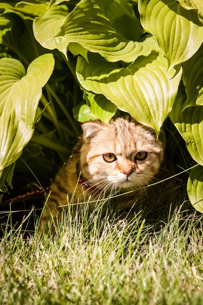 Scottish Fold cat enjoying his life — Stock Photo, Image