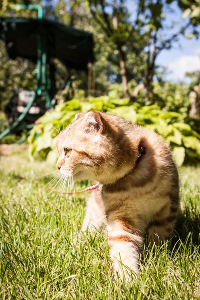 彼の人生を楽しんでいるスコティッシュフォールド猫 — ストック写真