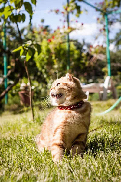 彼の人生を楽しんでいるスコティッシュフォールド猫 — ストック写真