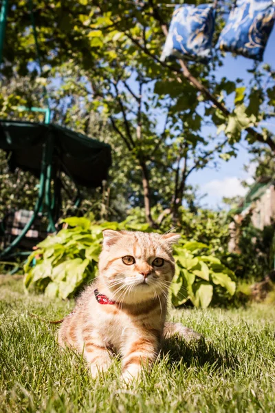 Scottish Fold kotów, ciesząc się jego życie — Zdjęcie stockowe