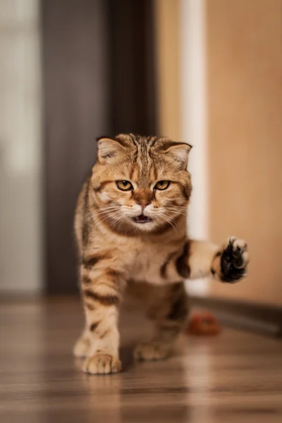 Roztomilý Scottish Fold kočka si hraje — Stock fotografie