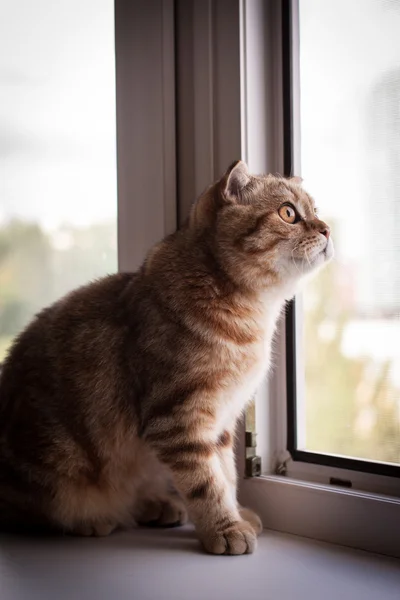 Niedliche schottische Faltkatze beim Spielen — Stockfoto