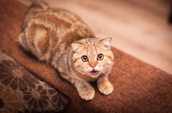 Милий шотландський складіть кішка гра — стокове фото