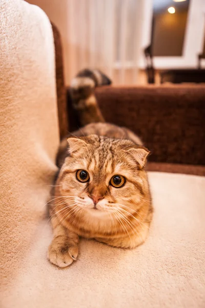 Bonito Scottish Fold Cat jogando Fotografia De Stock