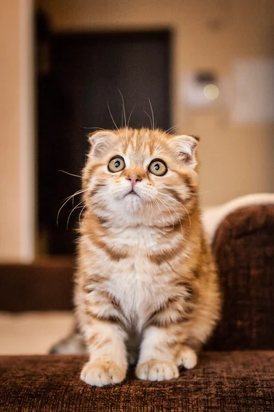 Скоттиш Фолд котенок наслаждается своей жизнью Стоковая Картинка