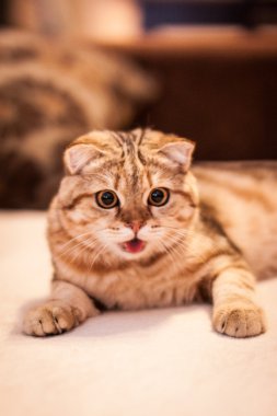 Şirin İskoç Fold kedi oynuyor