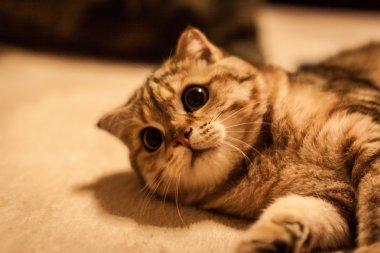 Şirin İskoç Fold kedi oynuyor