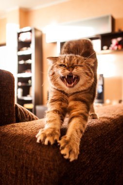 Şirin İskoç Fold kedi oynuyor