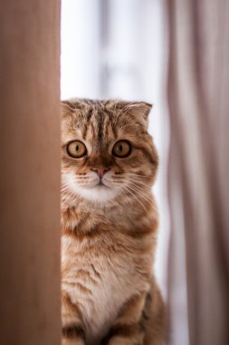 Şirin İskoç Fold kedi oynuyor