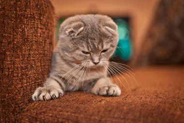 Çok komik İskoç Fold yavru kedi