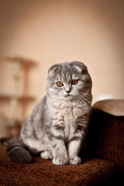 Çok komik İskoç Fold yavru kedi