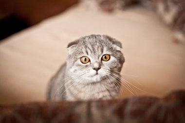 Çok komik İskoç Fold yavru kedi