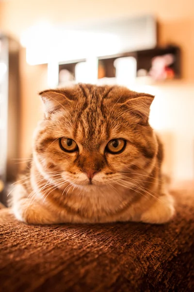 Bonito Scottish Fold Cat jogando — Fotografia de Stock