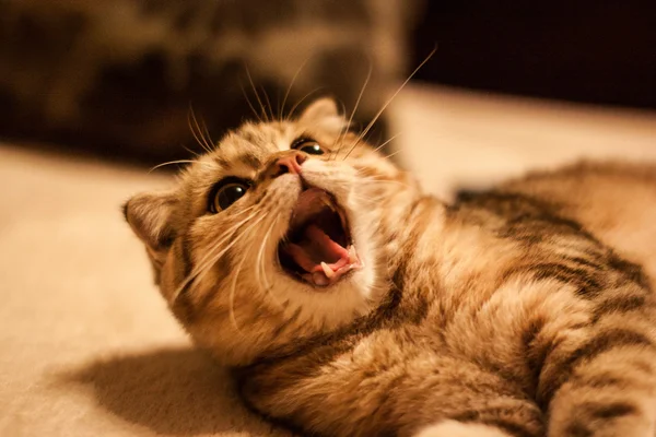 Χαριτωμένο Σκωτίας Διπλώστε γάτα παίζει — Φωτογραφία Αρχείου