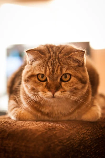 Niedliche schottische Faltkatze beim Spielen — Stockfoto