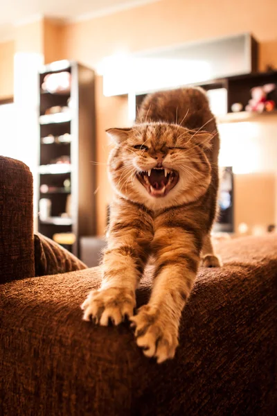 Şirin İskoç Fold kedi oynuyor