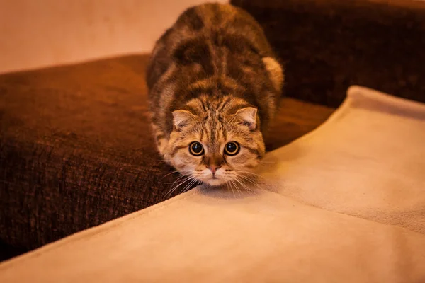 Niedliche schottische Faltkatze beim Spielen — Stockfoto