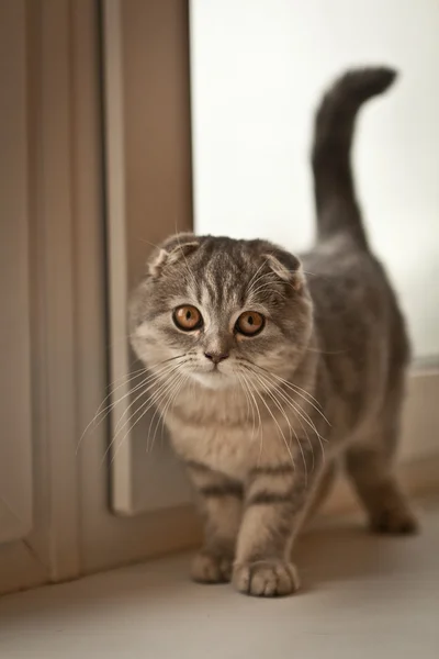 Muito engraçado Scottish Fold gatinho — Fotografia de Stock