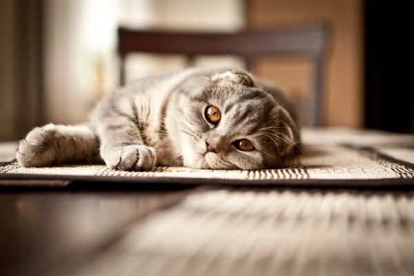 Muito engraçado Scottish Fold gatinho — Fotografia de Stock