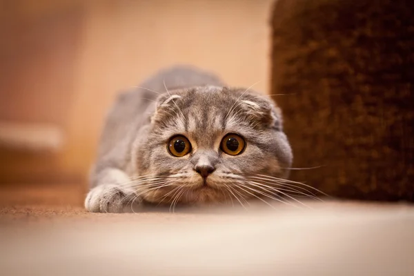 Очень смешной шотландский котенок Fold — стоковое фото