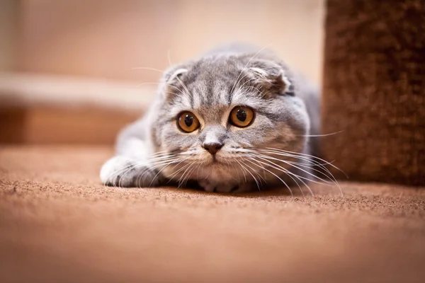 Muito engraçado Scottish Fold gatinho — Fotografia de Stock