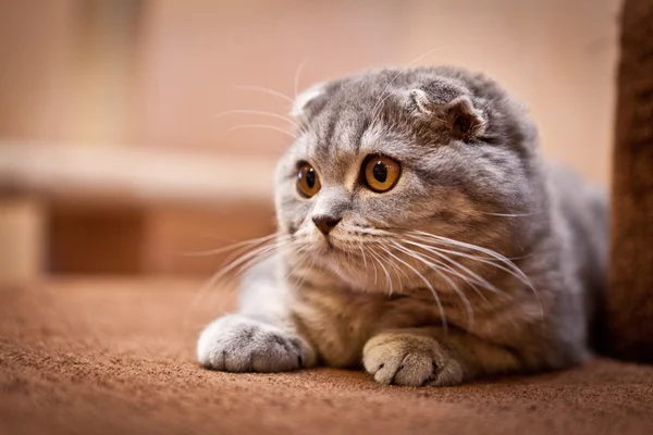 非常に面白いスコティッシュフォールド子猫 — ストック写真