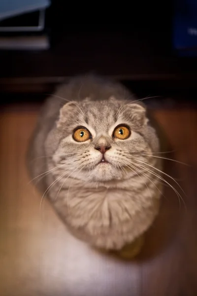 Very funny Scottish Fold kitten — Stock Photo, Image