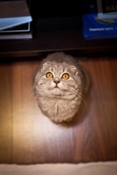 Very funny Scottish Fold kitten — Stock Photo, Image