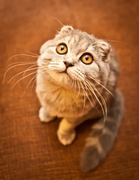 Bardzo zabawny kotek Scottish Fold — Zdjęcie stockowe