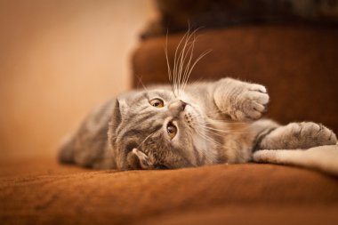 Çok komik İskoç Fold yavru kedi