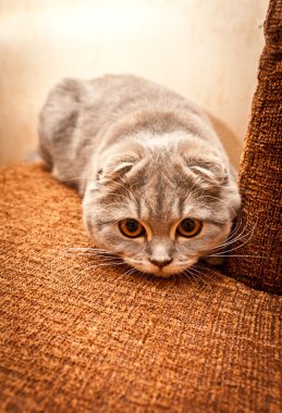 Şirin İskoç Fold Gri kedi