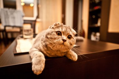 Şirin İskoç Fold Gri kedi