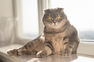 Şirin İskoç Fold Gri kedi