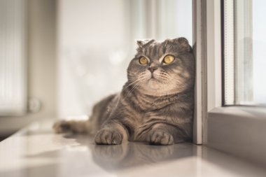 Şirin İskoç Fold Gri kedi