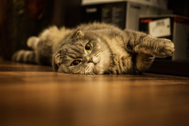 Şirin İskoç Fold Gri kedi