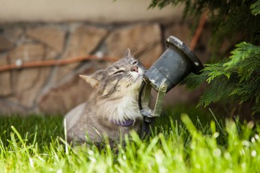 Doğada Norveçli orman kedi